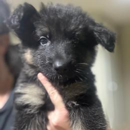 Skye - Black and tan female German Shepherd puppy in Barnhart, Missouri from Combat Creek German Shepherds (CMBTCR)