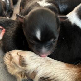 Jazz - Black tri male Miniature American Shepherd puppy in Ewing, Kentucky from Bright Hope Aussies