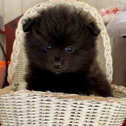 Boy 1 - Black male Pomeranian puppy in Skipperville, Alabama from Nay Nay’s Babies