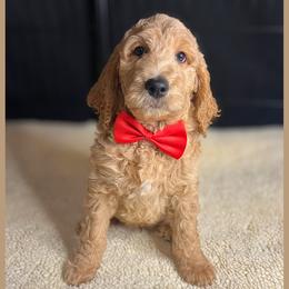Biscotti - Apricot male Goldendoodle puppy in Summerville, South Carolina from Pawmazing Doodles