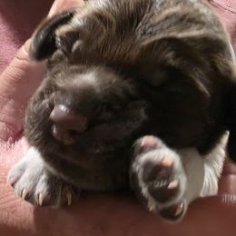 Green - Brown and gray male Wirehaired Pointing Griffon puppy in Maiden, North Carolina from Saint Barbara's Wirehaired Pointing Griffons