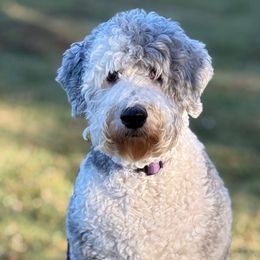 Tilly - Sheepadoodle