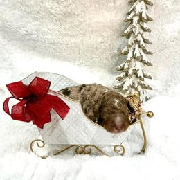 Drosselmeyer - male Golden Mountain Doodle puppy in Victoria, Texas from Deidre's Doodles