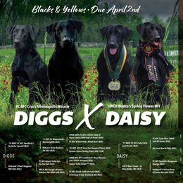 Labrador Retriever puppies from OK GunDogs
