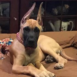 Great Danes from VZTop Danes