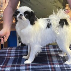 Lira - Japanese Chin