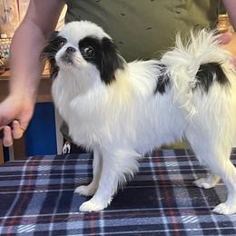 Lira - Japanese Chin