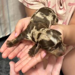 Sandy - Dapple female Dachshund puppy in Lufkin, Texas from L & A Dachshunds
