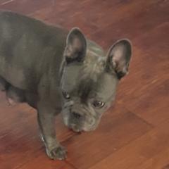 French Bulldogs and Miniature Schnauzers from Fites Puppies