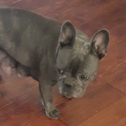 French Bulldogs and Miniature Schnauzers from Fites Puppies