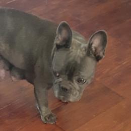 French Bulldogs and Miniature Schnauzers from Fites Puppies