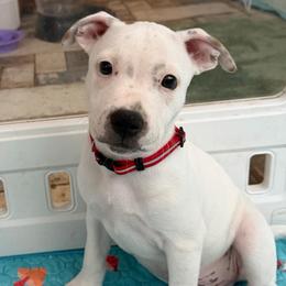 Cotton - White male Staffordshire Bull Terrier puppy in Port Saint Lucie, Florida from Southern Staffies