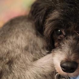 Chinese Cresteds from Charming Cresteds Kennel