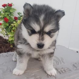 Pomskies from Blue Mountain Pomskies