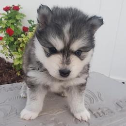 Pomskies from Blue Mountain Pomskies