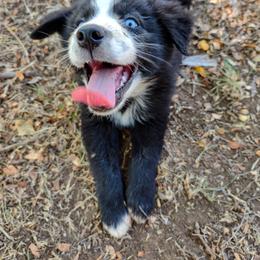 Australian Shepherd Puppies from Southern Boy Blues Aussies