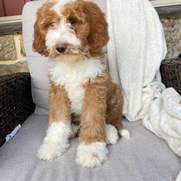 Lucy - Red female Bernedoodle puppy in Holtwood, Pennsylvania from Country Ridge Puppies