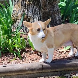 Joy - Pembroke Welsh Corgi