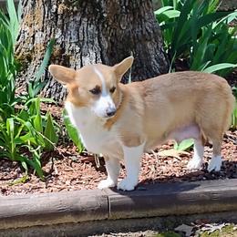 Joy - Pembroke Welsh Corgi