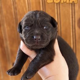 Zuma - Chocolate male Labrador Retriever puppy in Tomahawk, Wisconsin from Mahner Labs