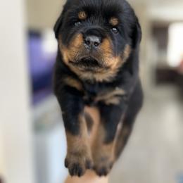 Rottweiler Puppies from Von Der Hing Rottweilers