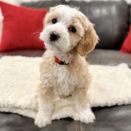 Chili (Orange) - female Golden Mountain Doodle puppy in Twin Falls, Idaho from Magic Valley Family Doodles