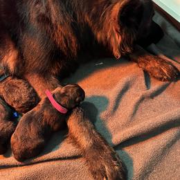 German Shepherd Puppies from FuryHaus German Shepherds