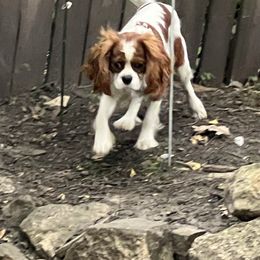 Link - Blenheim male Cavalier King Charles Spaniel puppy in Maple Grove, Minnesota from Honey Bit Kennels