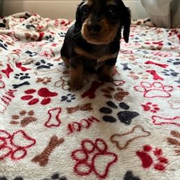 Dachshund Puppies from Kim's Dachshund