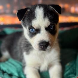 Flash - Black and white male Siberian Husky puppy in Tiverton, Rhode Island from Mount Hope Siberians