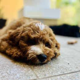Poodle Puppies from Poodles of Tampa Bay