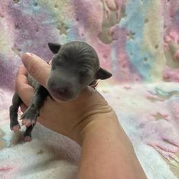 Stella - Blue female Italian Greyhound puppy in Lancaster, Missouri from White Stone Ranch