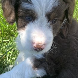 Aussiedoodle Puppies from North Idaho Miniature Aussiedoodles