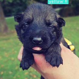 Yellow collar - Sable female German Shepherd puppy in Dexter, Missouri from Vom Morris Haus German Shepherds
