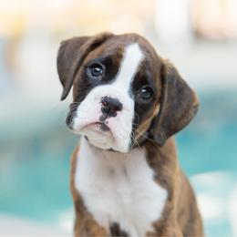 Peeta Mellark (Peeta) - Brindle male Boxer puppy in Georgia from Stephanie’s Boxers