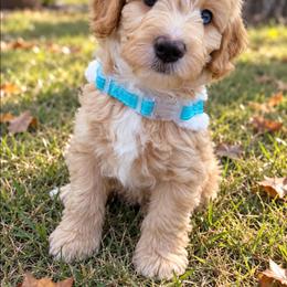 Mason - Apricot male Aussiedoodle puppy in Byron, Georgia from Southern Olive Doodles 🫒