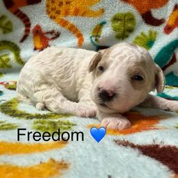 Freedom - Parti male Poodle puppy in Greensburg, Kentucky from Doodle Me Crazy