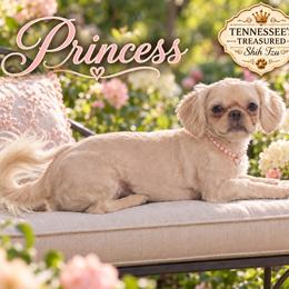 Princess - Shih Tzu