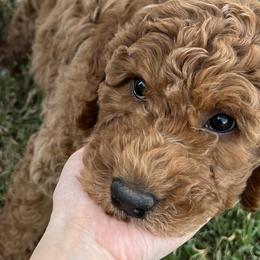 Goldendoodles and Poodles from Little Potatoes