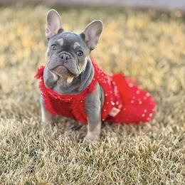 Fancy - Blue female French Bulldog puppy in Colorado Springs, Colorado from Heaven Lee French Bulldogs