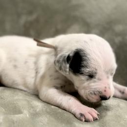 ICE - White and black male Dalmatian puppy in Travelers Rest, South Carolina from Cotton Top