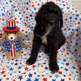 Prosecco - White and black female Bordoodle puppy in Republic, Missouri from Holland Hilltop Farm