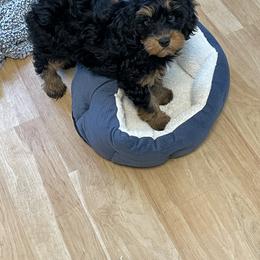 Bernedoodle and Goldendoodle Puppies from Paws 4 Doodles, LLC