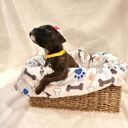 Daisy - Brindle female Boxer puppy in Garland, North Carolina from Magen's Boxers