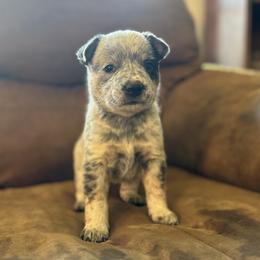 Australian Cattle Dog Puppies from Adcock Ranch Cattle Dogs