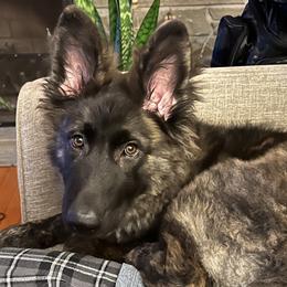 German Shepherd Puppies from Scenic City Shepherds