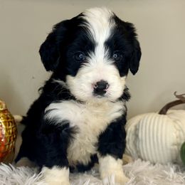 Girl 3 - Black and white female Bernedoodle puppy in Russiaville, Indiana from Pleasant Creek Minibernedoodles