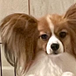 Klio - Papillon