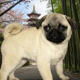 Lilly - Pug