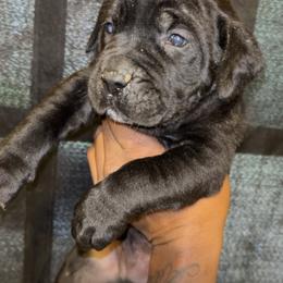 Zarr - Black male Cane Corso puppy in Dallas, Texas from Exotic Empire Kennels LLC